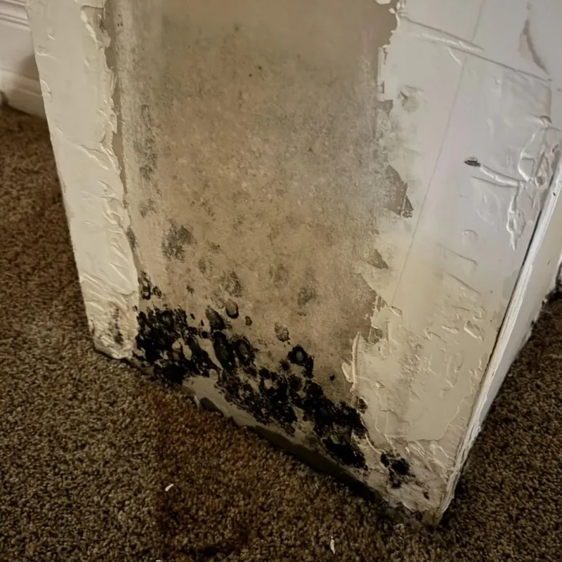 Professional Mold Removal in Kersey, CO